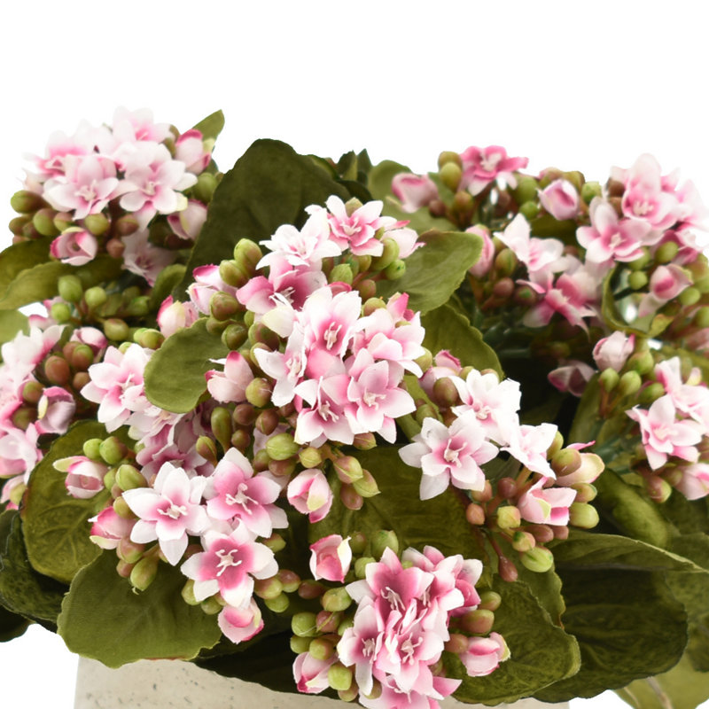 Kalanchoe Arrangement in Fiberstone Pot, Pink/White