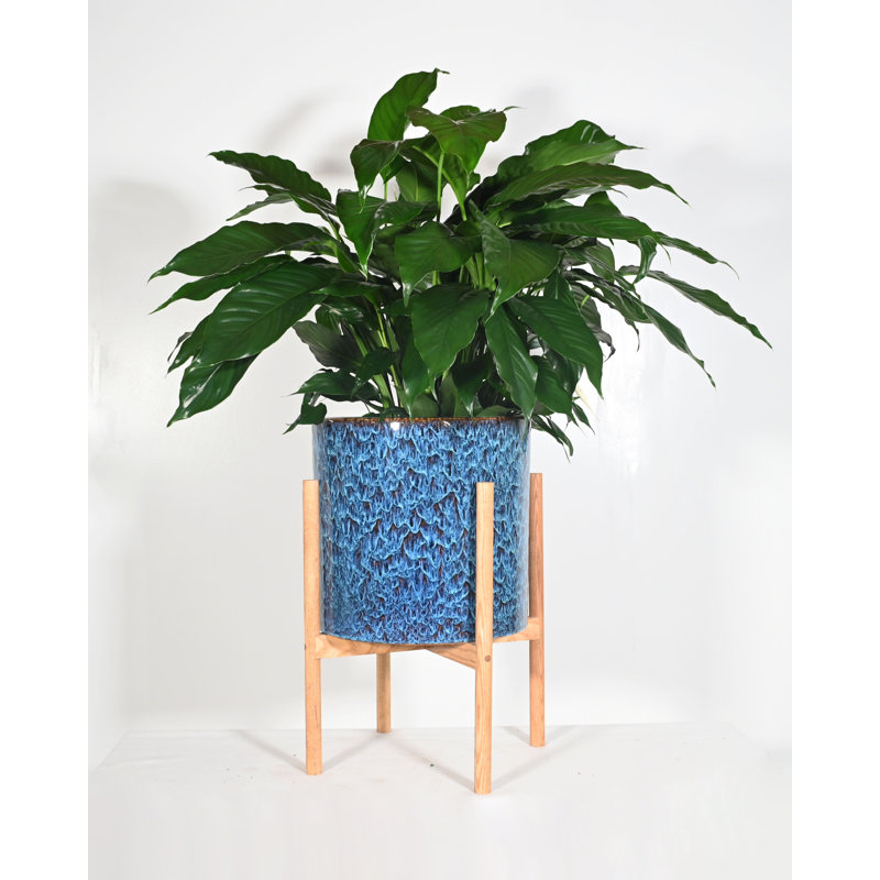 Tommy Handmade Pot Planter, Special Walnut