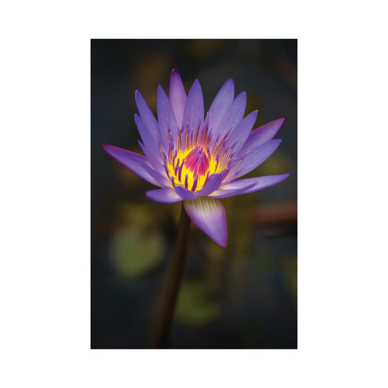 Bloom 1 Piece Wrapped Canvas Wall Art, 20.32 cm H x 30.48 cm W