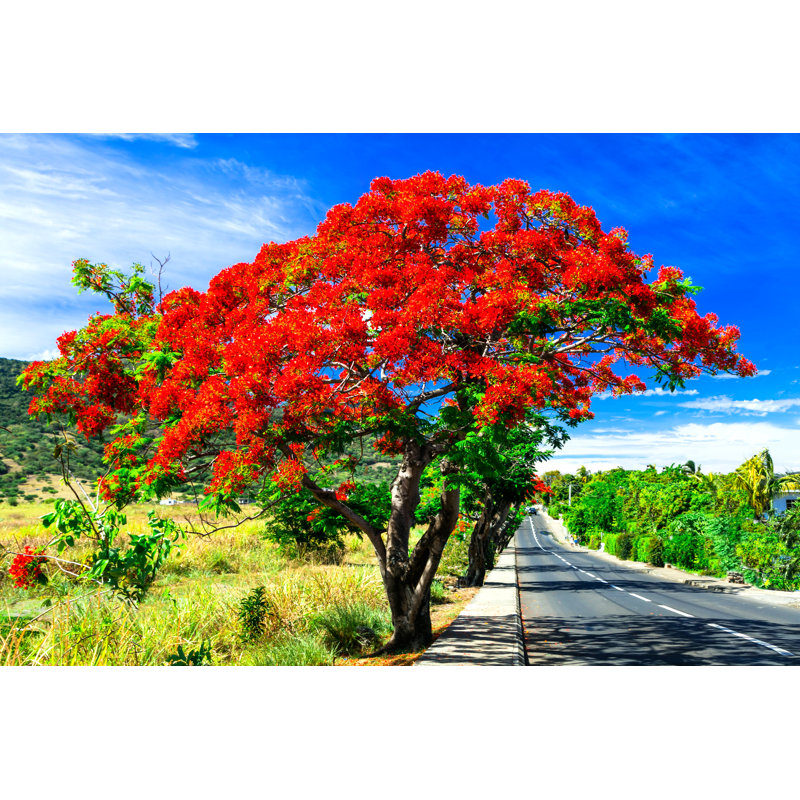 Flame Tree by Freeartist - Wrapped Canvas Print, 51cm H x 76cm W