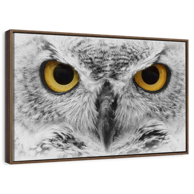 Gazing Bold Owl