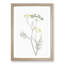 Blooming Fennel Flowers by Pierre-Joseph Redoute - Picture Frame Painting Print-55545388-55545387