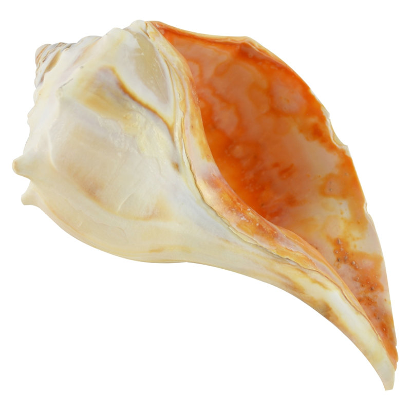 Coquille de dragonnet atlantic Strang