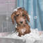I Just Peed - Wrapped Canvas Painting-570907778