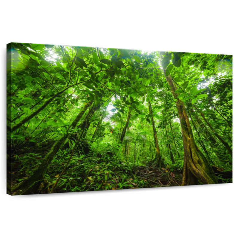 Alvord Basse-Terre Jungle, 16" H x 24" W