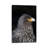 Falkland Caracara Or Johnny Rook, Protected And Highly Intelligent Bird Of Prey. Falkland Islands by Martin Zwick - Wrapped Canvas Gallery-Wrapped Canvas Giclée-1019850999