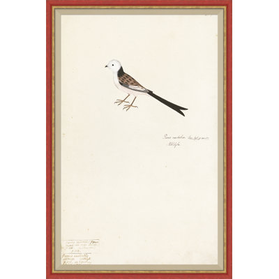 18th Century Bird Re-Strikes II Painting