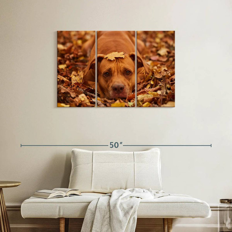 Mignon Pitbull d'automne, H 24 po x l 38 po