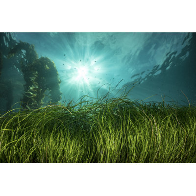 Sea Grass by Tswinner - Wrapped Canvas Print