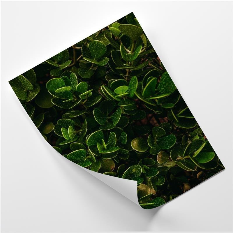 Poster Tropical Green Leaves