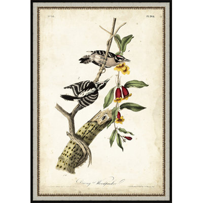« downy woodpecker », reproduction d’art encadrée