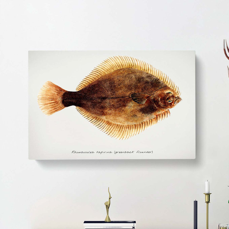 Illustration of a Greenback Flounder Fish by F.E. Clarke - Wrapped Canvas, 50cm H x 76cm W x 3cm D