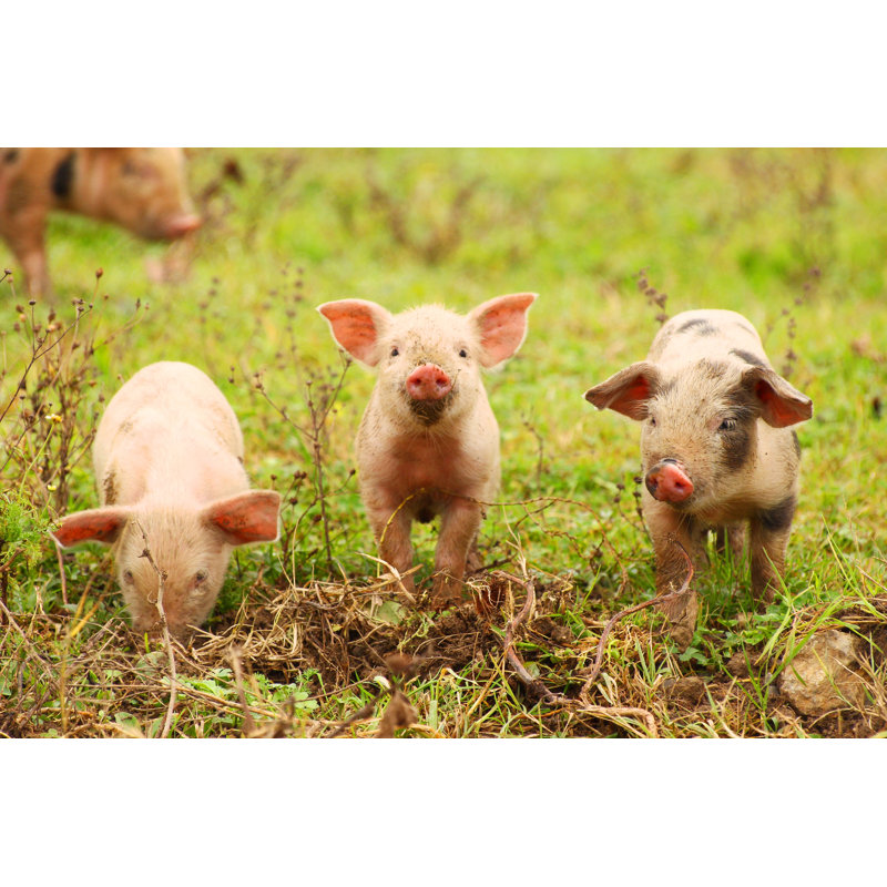 Three Little Piglets - Wrapped Canvas Print, 51cm H x 76cm W x 3.8cm D