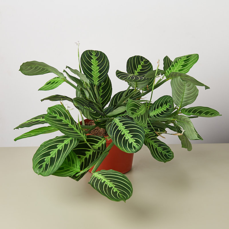 House Plant Shop Live Foliage Plant Low Maintenance Plant Rattan
