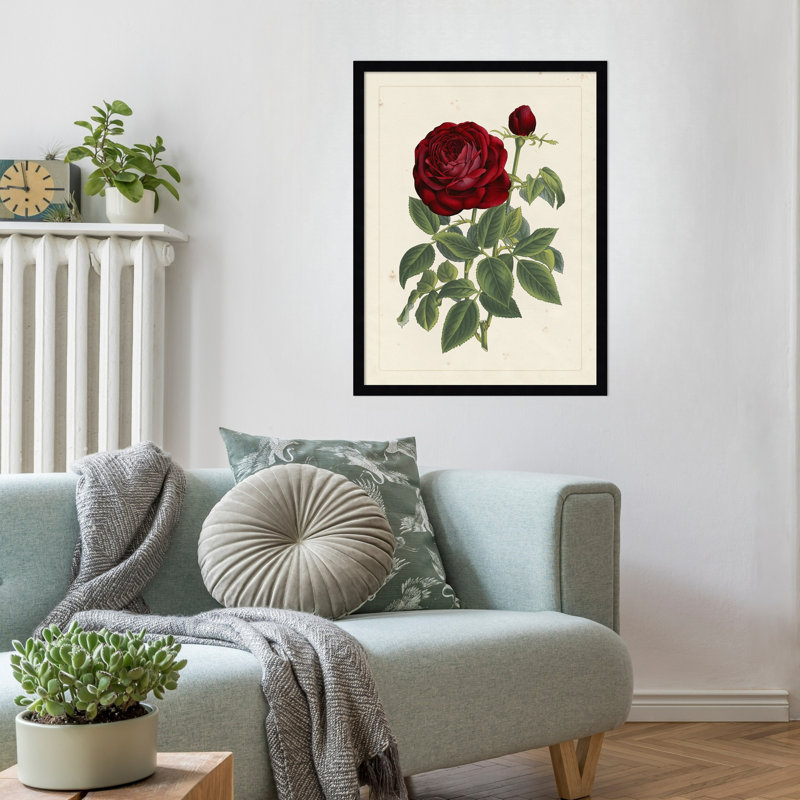 «Van Houtteano Rose», reproduction d'art encadrée en bois, Svelte Noir Black, 25 x 19