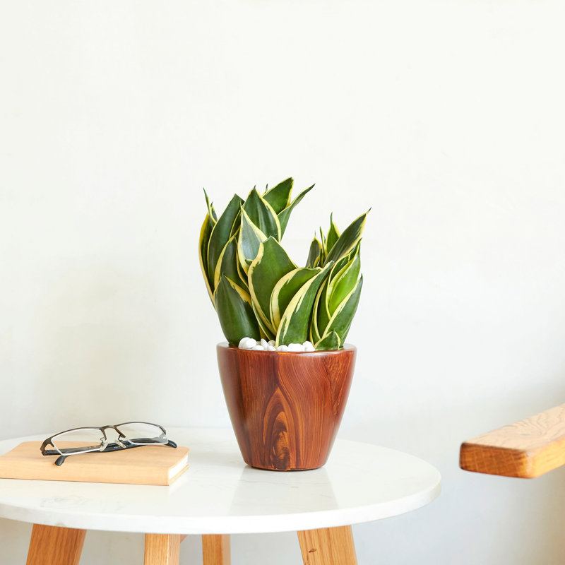 2-Pack 10 In Wood Plastic Self-Watering Planter Pot, Dark Brown
