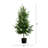 Artificial Norfolk Pine Tree-1606007049