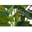 125cm Faux Banana Leaf Plant in Pot