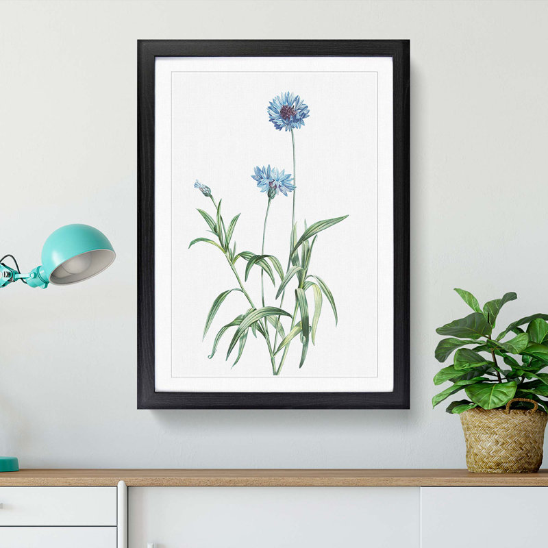 Cornflowers in Blue by Pierre-Joseph Redoute - Picture Frame Painting Print, 48cm H x 36cm W x 2cm D, Black Framed