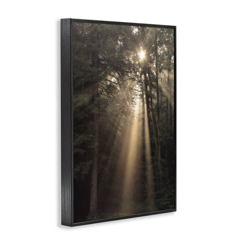  Lumière du soleil à travers l'arbre, art de la giclée encadrée par Lori Deiter, H 18 po x l 12 po