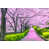 Pink/Green selected
