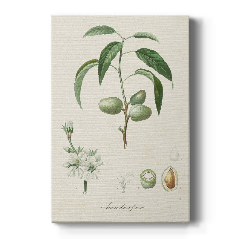 Amande antique botanique I - galerie sur mesure, H 60 po x l 40 po