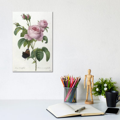 Rosa Centifolia, Engraved By François Langlois, From Choix Des Plus Belle Fleurs Et Des Plus Beaux Fruits, 1827 by Pierre-Joseph Redouté - Wrapped Canvas Gallery-Wrapped Canvas Giclée
