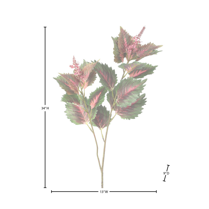 34 po Garden Coleus , Rose