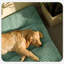 Tapis de lit pour chien antidérapant lavable-678686309-678686306
