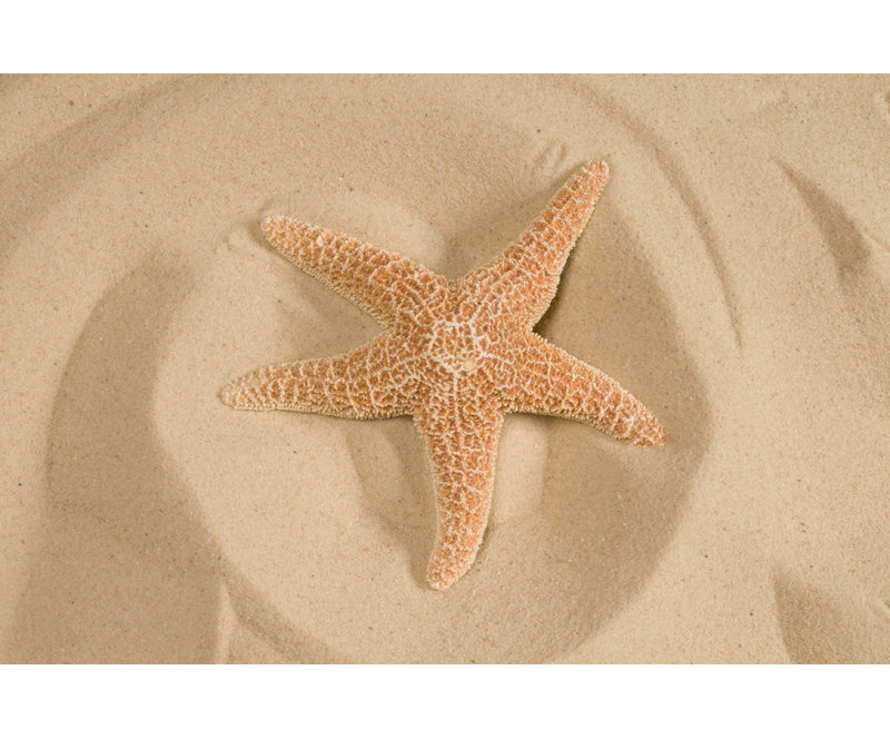 Peachy Starfish In Sand - photographie sur toile tendue, H 8 po x l 12 po