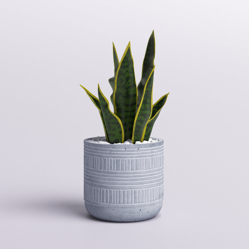 Gallien plante de serpent 6,12 po en pot