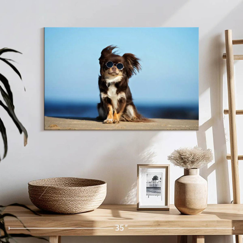 Chihuahua Brampt, H 16 po x l 24 po