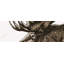 Moose Plume, impression sépia sur toile