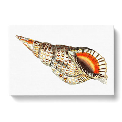 Sea Trumpet Shell by George Shaw - Wrapped Canvas