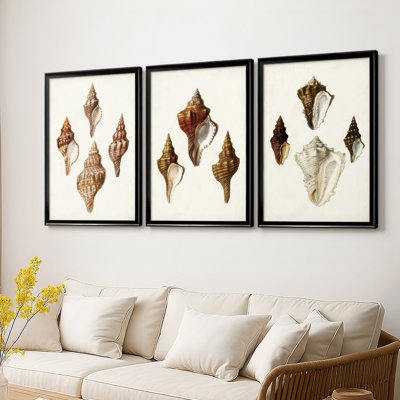 Sowerby Shells IV - Toile tendue avec châssis sur mesure - 3 pièces