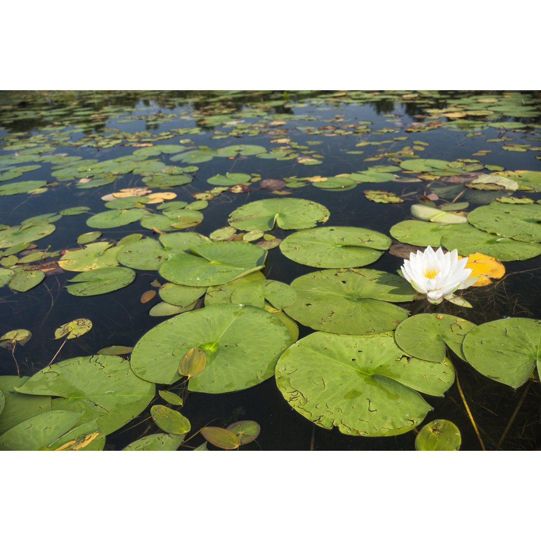 Weiße Blume und Seerosen in einem See von Wanderluster - Drucken