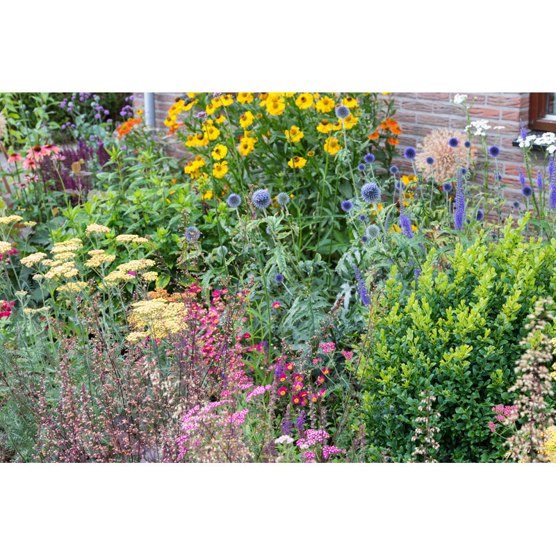 Several Blooming Plants by Kruwt - Wrapped Canvas Print, 20cm H x 30cm W
