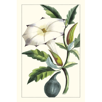 Turpin exotique botanique I