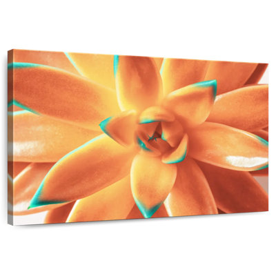 Harnek Orange Succulent Plant