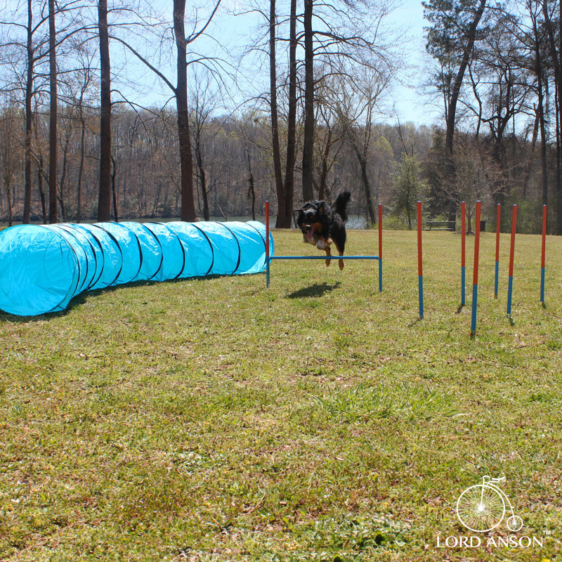 Adjustable Blue Dog Agility Training Set with Tunnel and Poles