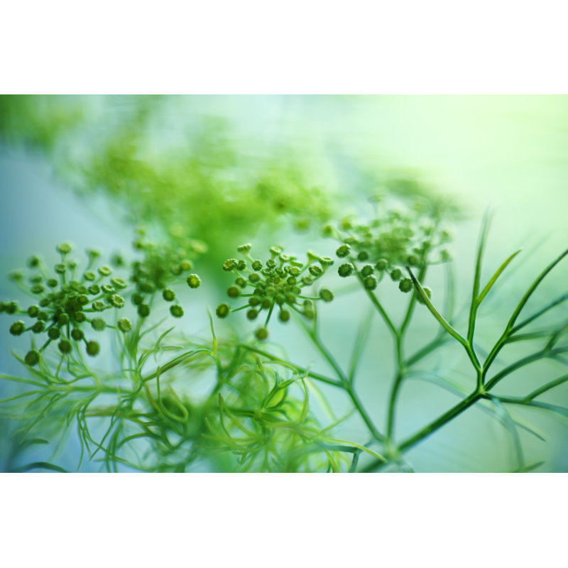Fresh Dill by Tjasam, 8" H x 12" W