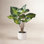  Calathea Plant In Planter, 6" Diameter & 25" Tall