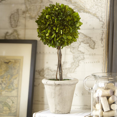 16'' Boxwood Topiary in Ceramic Pot