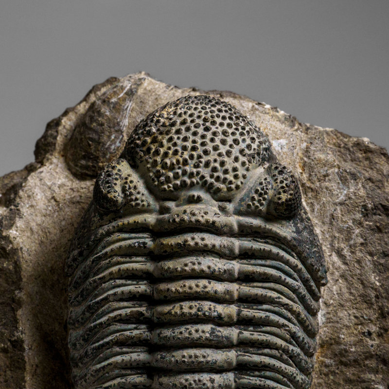 Véritable Drotops Megalomanicus Trilobite sur une matrice (3,3 lb)