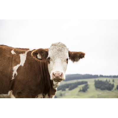 Cow Portrait by Sungazer_studios - Wrapped Canvas Print