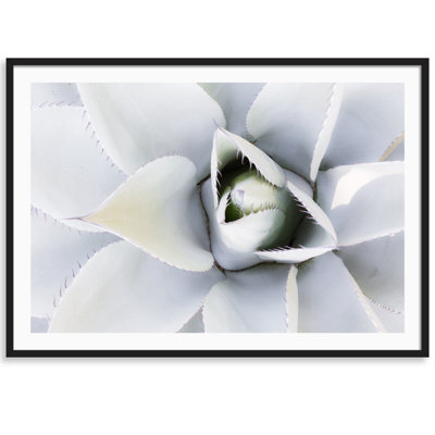 Carly Tabak " Succulent " by Carly Tabak