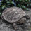 Tortoise Garden Statue