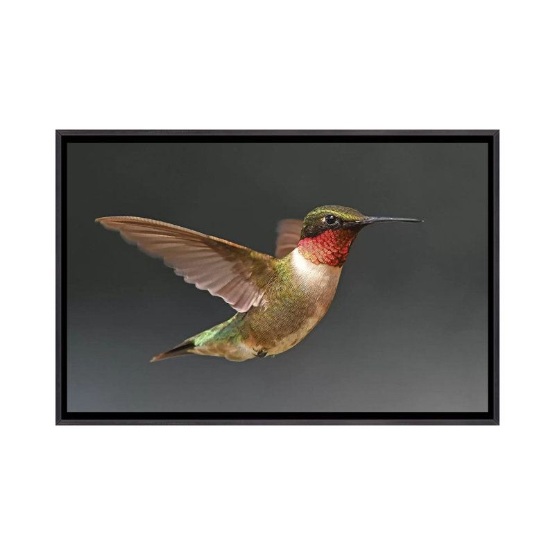 «Hummer in Flight» par Brian Wolf - reproduction de photo, H 18 po x l 26 po x P 1,5 po, Toile avec cadre noir patiné
