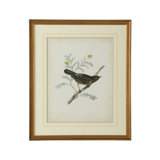 Delicate Birds III Print