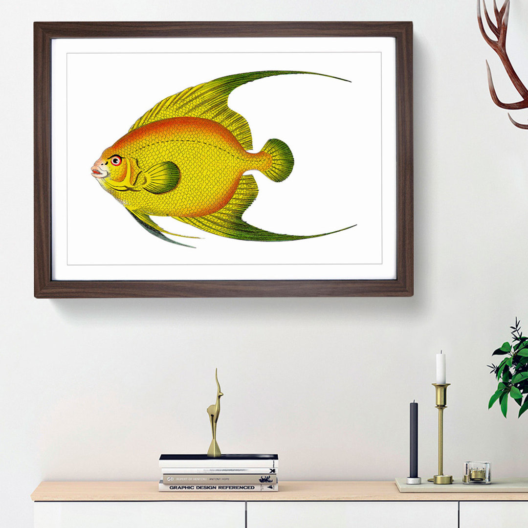 Golden Butterflyfish by George Shaw - Framed Print